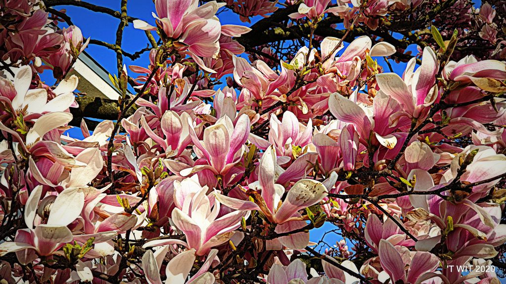 Lente in Maastricht